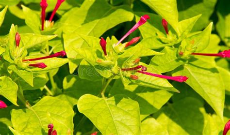 Mirabilis is a Genus of Plants in the Family Nyctaginaceae Known As the Four-o`clocks or ...