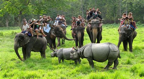 2 nights 3 days package tour, Chitwan National Park, Sauraha | Safari tour, Wildlife tour ...