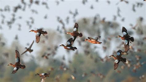 Arkansas waterfowl report | Northwest Arkansas Democrat-Gazette