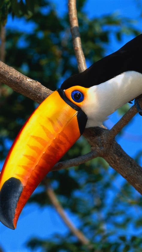 Toucan Wallpaper (65+ images)