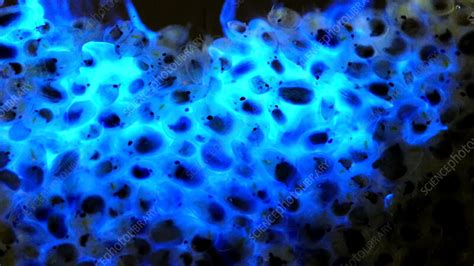 Vargula hilgendorfii bioluminescence - Stock Video Clip - K011/5107 - Science Photo Library