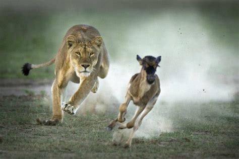 Are you the lion or the gazelle?. In business, you are either playing ...