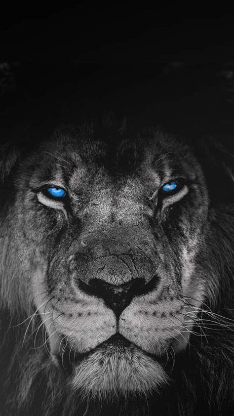 1080P free download | Lion, beast, black, family, lioness, lions, mode ...