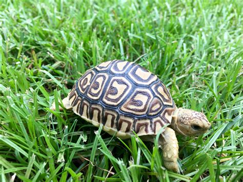 leopard tortoise for sale online, tortoise breeder, buy leopard tortoise baby for sale, baby ...