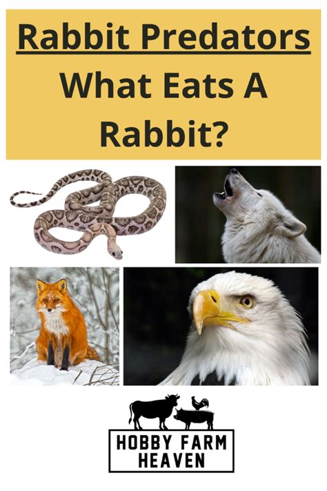 What Eats A Rabbit: Top Rabbit Predators · Hobby Farm Heaven