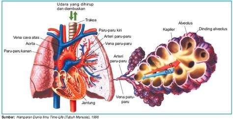 Struktur Dan Fungsi Alveolus 4760 | The Best Porn Website