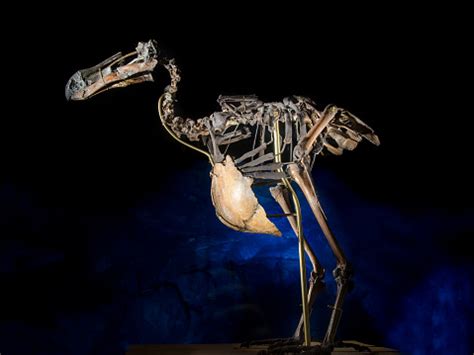 Dodo Bird Skeleton Stock Photo - Download Image Now - iStock