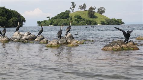 Bird Watching in Rwanda's Nyungwe Forest and Lake Kivu | Rwanda