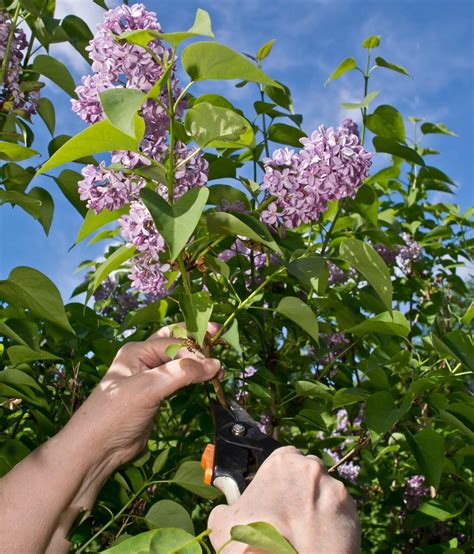 Read This if You Don't Know How to Prune Lilac Bushes the Right Way ...