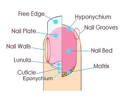 nail structure anatomy