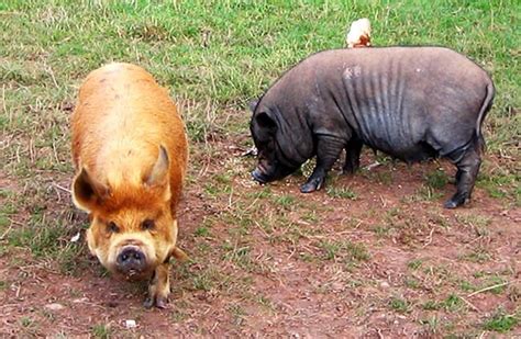 Kune Kune - Description, Habitat, Image, Diet, and Interesting Facts