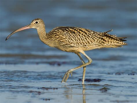 Far Eastern Curlew ID Tips - Shanghai Birding 上海观鸟