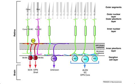 Intrinsically photosensitive retinal ganglion cells: many subtypes, diverse functions: Trends in ...