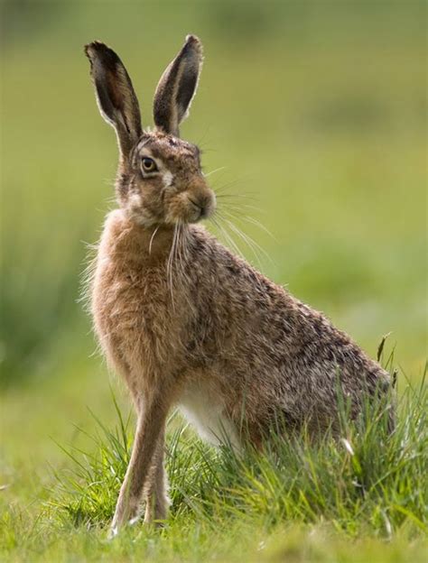 83. hare * ( hoofd gebruikt voor verf maken achteraan midden rechts bij oranje) * | Animals wild ...