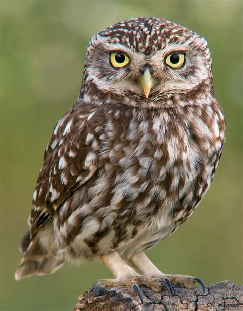 Mochuelo común Owl Photos, Owl Pictures, Beautiful Owl, Animals Beautiful, Owl Bird, Pet Birds ...