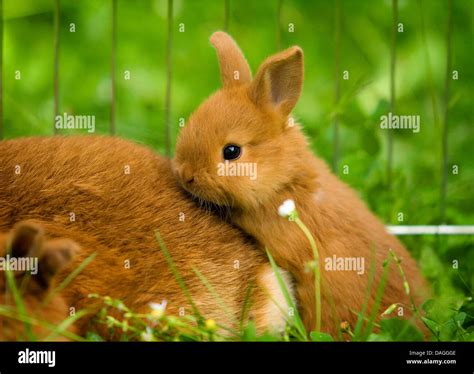 New Zealand red rabbit (Oryctolagus cuniculus f. domestica), young New Zealand red rabbit with ...