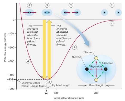 Solved If you were to redraw the H2 potential energy | Chegg.com