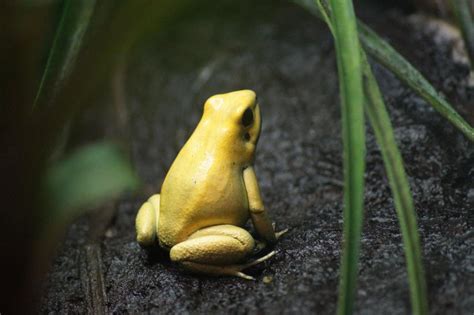 Free Stock Photo of Yellow frog | Download Free Images and Free Illustrations