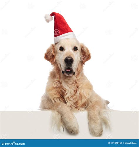 Happy Golden Retriever Wearing a Santa Hat Lying Stock Photo - Image of canine, golden: 131378166