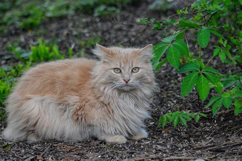 Fluffy Orange Tabby Cat