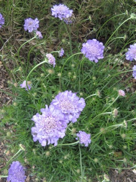 Scabiosa 'Butterfly Blue' - Factsheets - Provender Nurseries - Wholesale Nursery in Swanley, Kent