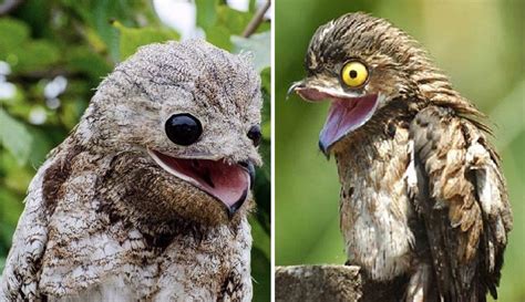 Wild Facts About The Potoo That Prove They’re One Of The Strangest Creatures On The Planet ...