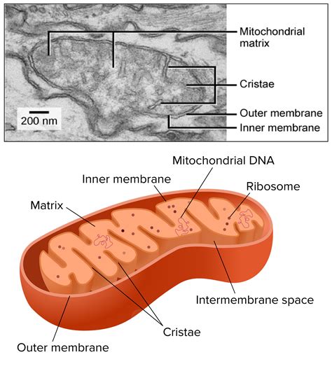 Mitochondria Labelled Diagram