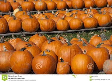 Pumpkins Farm, Food, Halloween Pumpkin Fall Autumn Stock Photo - Image of decorations ...