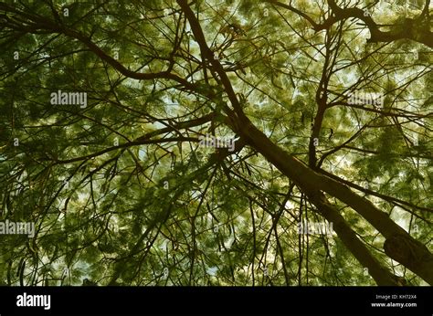 Under the tree Stock Photo - Alamy