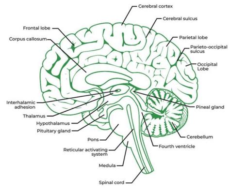 Central Nervous System Brain