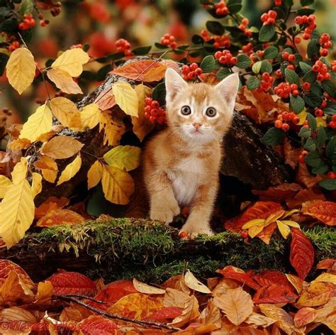 Sorpresa | Autumn animals, Cute animals, Cats and kittens