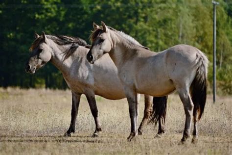 Konik Horse Breed Info & Facts