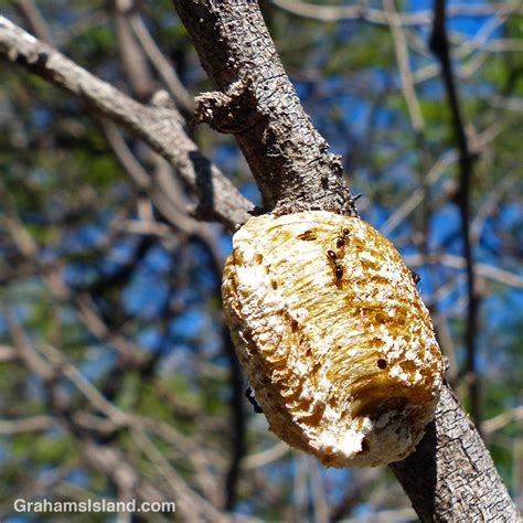 Praying mantis egg sacs | Graham's Island