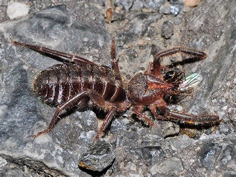 Solifugae | Earthling Nature