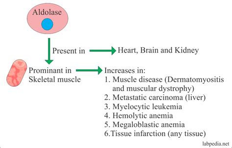 Aldolase level – Labpedia.net