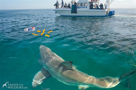 Shark Attacks: What You Need to Know - Travel For Wildlife