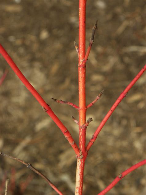 Cornus sericea – Purdue Arboretum Explorer