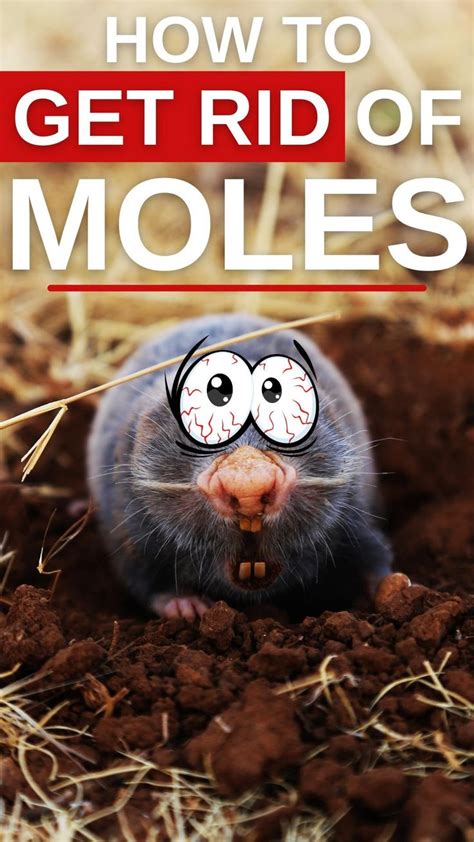 How to Get Rid of Moles | Pet-Friendly Ways to Keep Them Out of Your ...