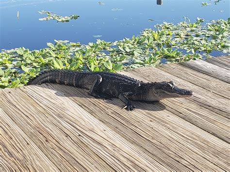 6 Tips For Staying Safe Around Alligators