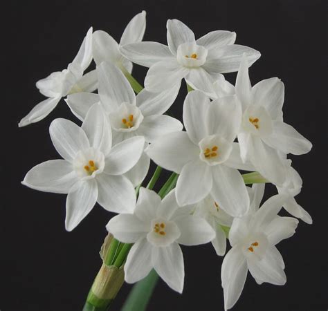 Narcissus 'Paperwhite' - Riverside Garden Centre