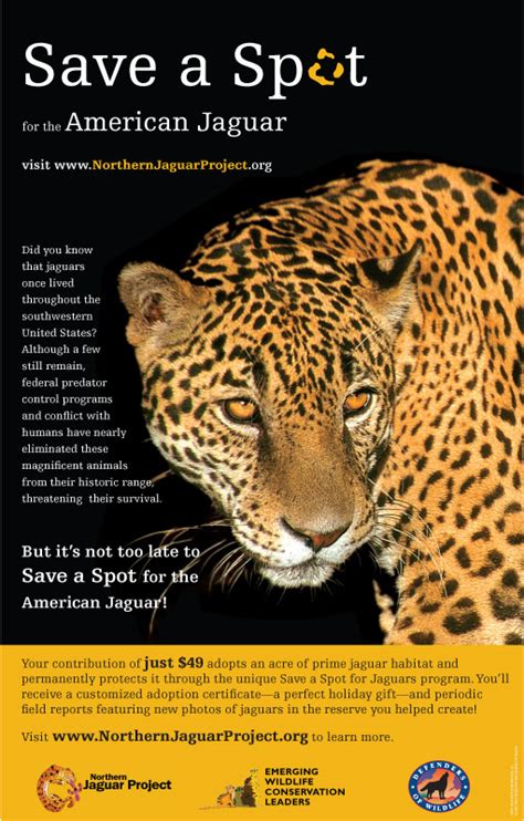 Jaguar | EWCL – Emerging Wildlife Conservation Leaders