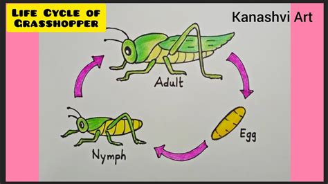 Grasshopper Life Cycle Drawing | Hot Sex Picture