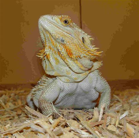 Breaded Dragons |Breaded Dragon | Breaded Dragon care