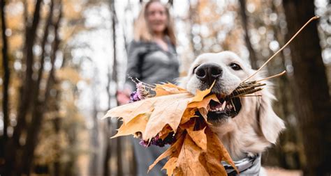 6 Great Fall Activities for Dogs | BeChewy