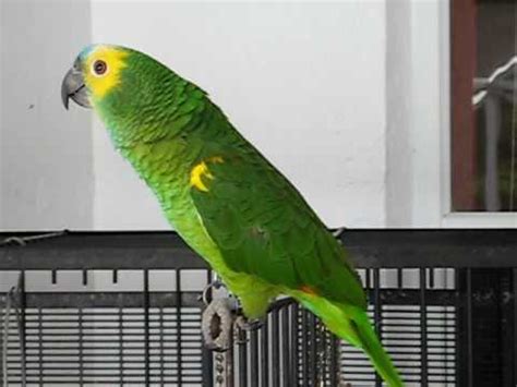 Parrot singing from youtube videos - YouTube