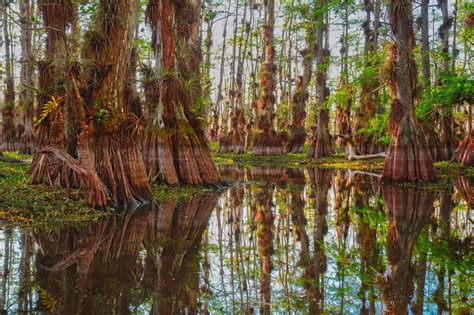 Big Cypress National Preserve: 6 ways to explore Everglades