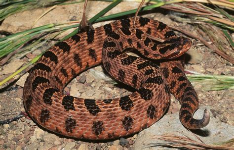 Pigmy Rattlesnake