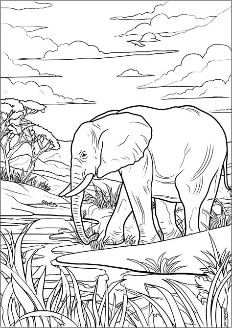 Old Elephant in the Savanna - Elephants Adult Coloring Pages