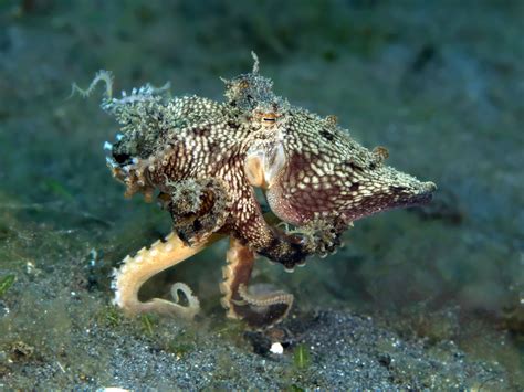 10 Curious Facts About Octopuses