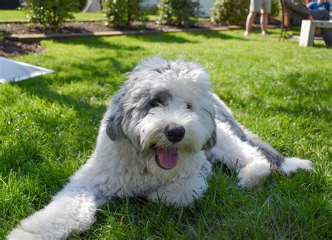 Sheepadoodle Dog Breed Health and Care | PetMD